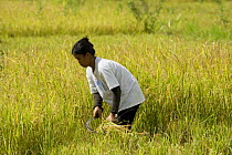 Farmer harvesting rice stalks from the fields, Camarines Sur, Luzon, Philippines 2008