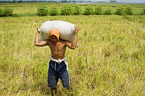 Farmer carrying newly threshed rice in a sack. This will then be brought to a milling area to take out the rice husks, Camarines Sur, Luzon, Philippines 2008