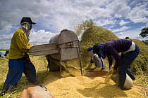 Farmers threshing rice after the harvest, Camarines Sur, Luzon, Philippines 2008.