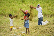Children and adults help themselves to free left-over threshed stalks which still contain grains of rice. Camarines Sur, Luzon, Philippines 2008