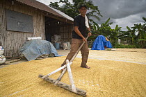 Man spreading newly threshed rice on the hot ground to dry before milling. Camarines Sur, Luzon, Philippines 2008
