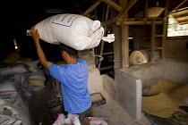 Farmer carrying bag of rice that has been milled / husked. The husk is striped from the rice by passing the rice through two spinning rubber roles, one roll spinning faster than the other. Camarines S...
