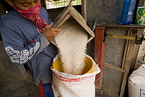Bagging up rice that has had its husks removed, the husk is striped from the rice by passing the rice through two spinning rubber roles, one roll spinning faster than the other. Camarines Sur, Luzon,...