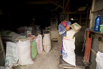 Bagging up rice that has had its husks removed, the husk is striped from the rice by passing the rice through two spinning rubber roles, one roll spinning faster than the other. Camarines Sur, Luzon,...