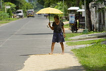 Woman spreading newly threshed rice on the hot road to dry before milling, Camarines Sur, Luzon, Philippines 2008