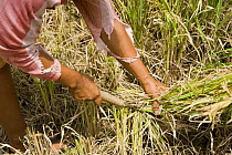 Harvesting rice grains from the field, Camarines Sur, Luzon, Philippines 2008.
