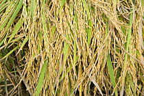 Freshly harvested rice stalks with grain, Camarines Sur, Luzon, Philippines 2008.