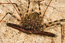 Tailless whip scorphion {Amblypygi} in cave, Camarines Sur, Luzon, Philippines
