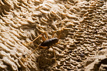 Orthopteran insect inside a cave in Caramoan, Camarines Sur, Luzon, Philippines
