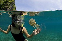 Snorkeler with a Papuan Jellyfish (Mastigias papua) and salps, Camarines Sur, Luzon, Philippines 2008