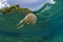 Papuan Jellyfish (Mastigias papua) Camarines Sur, Luzon, Philippines 2008