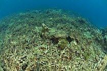 Coral reef destroyed by either dynamite fishing or cyanide fishing, Camarines Sur, Luzon, Philippines 2008