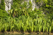 Nipa palm (Nypa fruticans) growing beside river, Camarines Sur, Luzon, Philippines 2008. Their leaves have traditionally been harvested for roof thatching and walls of dwellings in Asia and Oceania.