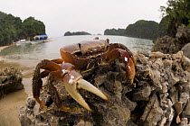 Blue land crab {Cardisoma carnifex} on rocks on shore, Camarines Sur, Luzon, Philippines