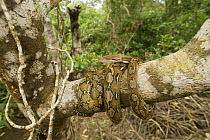 Reticulated python {Python reticulatus} coiled round tree, Philippines
