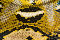 Close up of skin of Reticulated python {Python reticulatus} Philippines