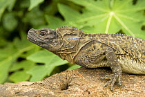 Iguanid lizard, endemic to Caramoan Peninsula, Camarines Sur, Luzon, Philippines
