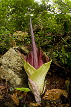 Large flower of the Arum family {Amorphophallus sp}, Philippines.