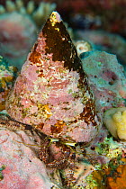 Hermit crab {Paguroidea} Great Barrier Reef, Australia