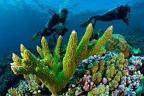 Katharina Fabricius conducting coral survey with Acropora coral in front, Great Barrier Reef, Coral Life census, Great Barrier Reef, Australia 2008