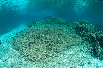 Damaged coral reef, possibly storm damage, Great Barrier Reef, Australia, 2008