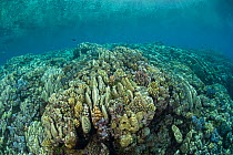 Coral reef in the far northern outer Great Barrier Reef. Coral formations are streamlined because of heavy surf and waves throughout the year. Mostly (Acropora palifera) Queensland, Australia