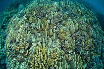 Coral reef in the far northern outer Great Barrier Reef. Coral formations are streamlined because of heavy surf and waves throughout the year. Mostly (Acropora palifera) Queensland, Australia