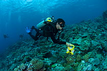 Craig Humphrey conducting reef survey for Coral Life census, Great Barrier Reef, Australia 2008