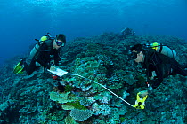 Craig Humphrey and Katharina Fabricius conducting reef survey for Coral Life census, Great Barrier Reef, Australia 2008