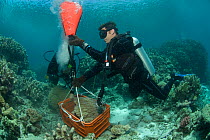 Craig Humphrey and Katharina Fabricius collecting Porites coral head for Coral Life census,  Great Barrier Reef, Australia 2008