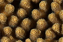Close up of Acropora coral, Great Barrier Reef, Australia