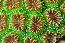 Close up of coral polyps, Great Barrier Reef, Australia