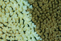Bleached and healthy Acropora coral, Great Barrier Reef, Australia