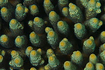 Close up of Acropora coral, Great Barrier Reef, Australia