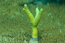 Staghorn coral {Acropora sp} growing out of tablecoral, Great Barrier Reef, Australia