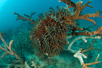 Crown-of-Thorns Starfish (Acanthaster planci) feeding on Acropora coral, Great Barrier Reef, Australia.