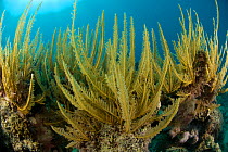 Hydroids growing on coral reef, Great Barrier Reef, Australia