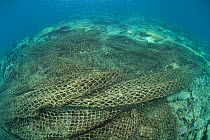 Lost fishing net entangled in coral reef, Great Barrier Reef, Australia