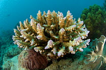 Acropora coral, Great Barrier Reef, Australia