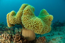 Soft coral {Sarcophyton sp Great Barrier Reef, Australia