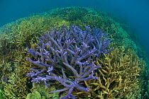 Acropora coral field with different species in foreground, Great Barrier Reef, Australia