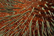 Close up of spines of Crown-of-Thorns starfish (Acanthaster planci) Great Barrier Reef, Australia