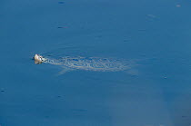 Diamond back terrapin {Malaclemys terrapin} swimming, New Jersey, USA