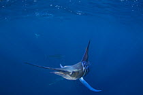 Striped marlin {Tetrapturus audax} off Baja California, Mexico