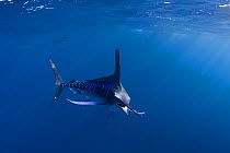 Striped marlin {Tetrapturus audax} off Baja California, Mexico