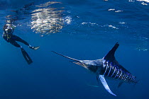 Brandon Cole photographs a Striped marlin {Tetrapturus audax} feeding on baitball of Sardines {Sardinops sagax} off Baja California, Mexico