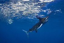 Striped marlin {Tetrapturus audax} feeding on baitball of Sardines {Sardinops sagax} off Baja California, Mexico. Digitally enhanced