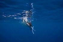 With a deadly swipe of its bill, a Striped marlin {Tetrapturus audax} dispatches a Sardine / Pilchard {Sardinops sagax} and prepares to swallow it, after chasing it out of a bait ball, off Baja Califo...
