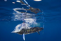 Striped marlin {Tetrapturus audax} brings down a cloud of bubbles after striking a Sardine with its bill at the surface, while feeding on baitball of Sardines / Pilchards {Sardinops sagax} off Baja Ca...