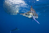 Striped marlin {Tetrapturus audax} feeding on baitball of Sardines {Sardinops sagax} off Baja California, Mexico